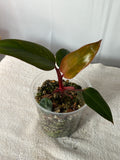 Philodendron Strawberry Shake