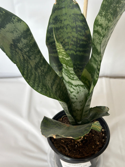 Superb Robusta