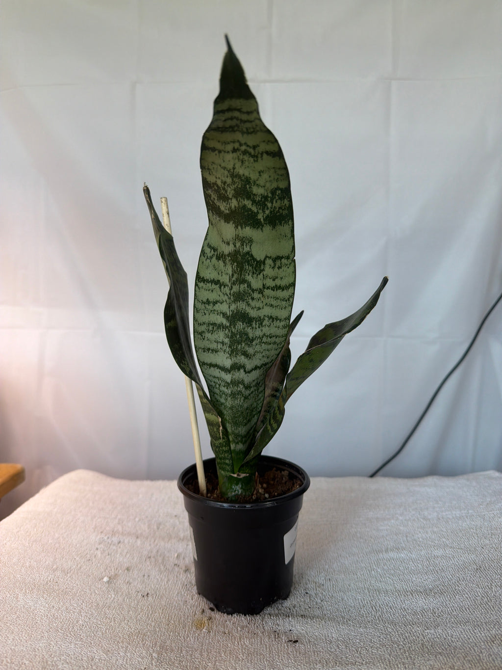 Superba Robusta