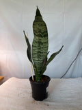 Superba Robusta
