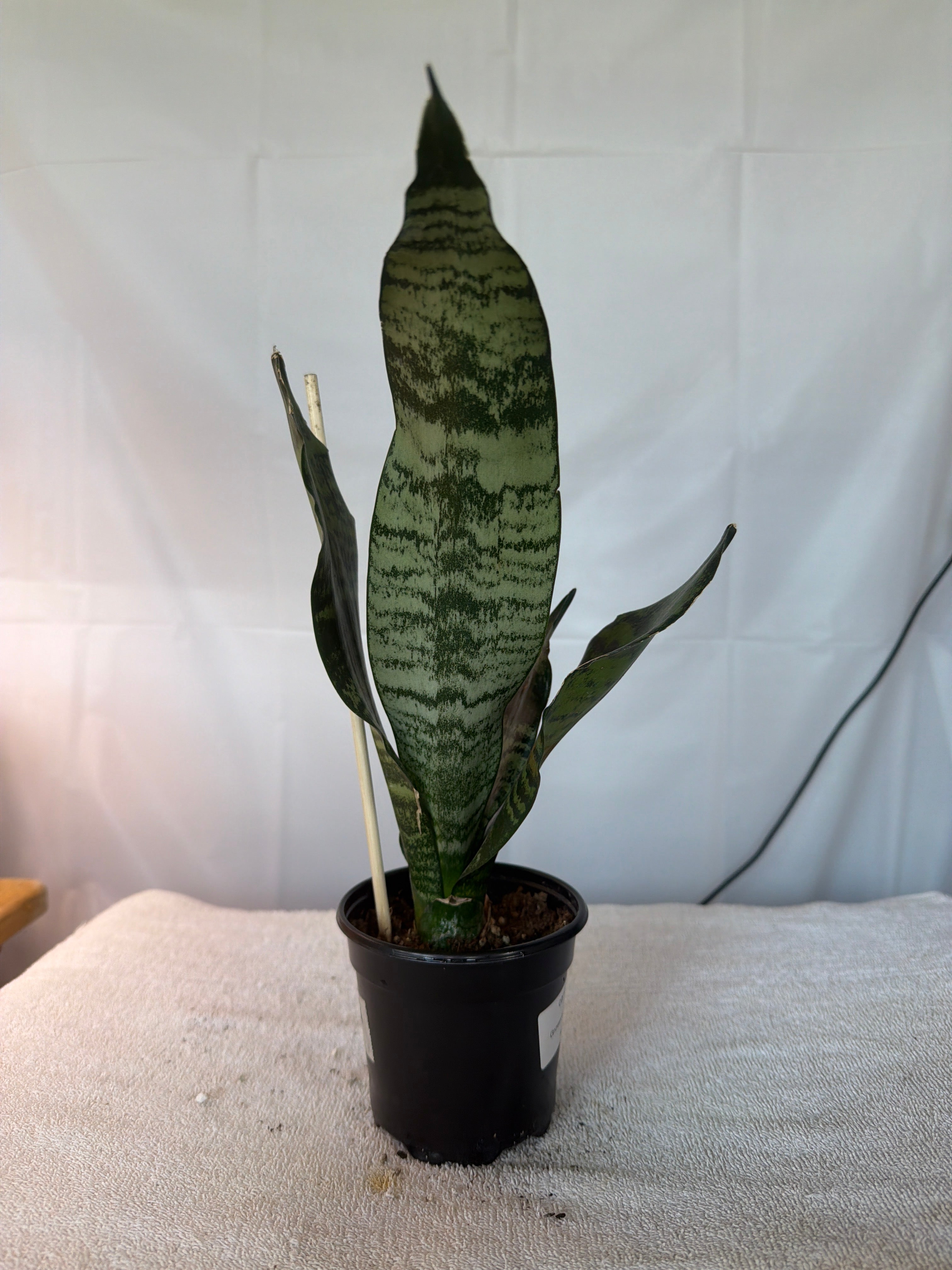 Superba Robusta