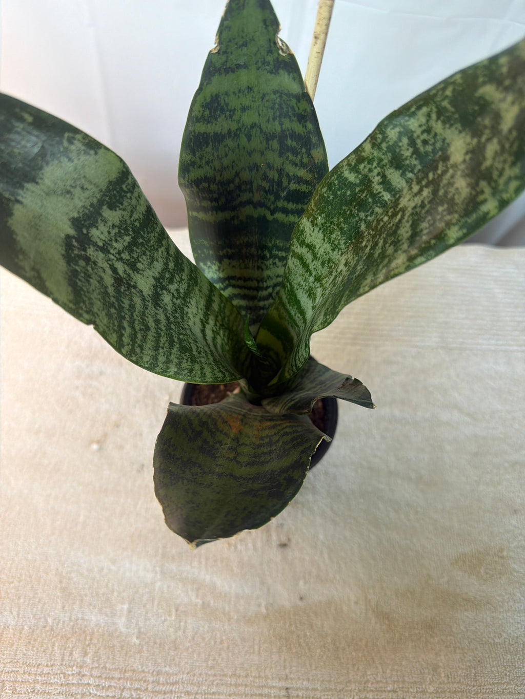 Superba Robusta