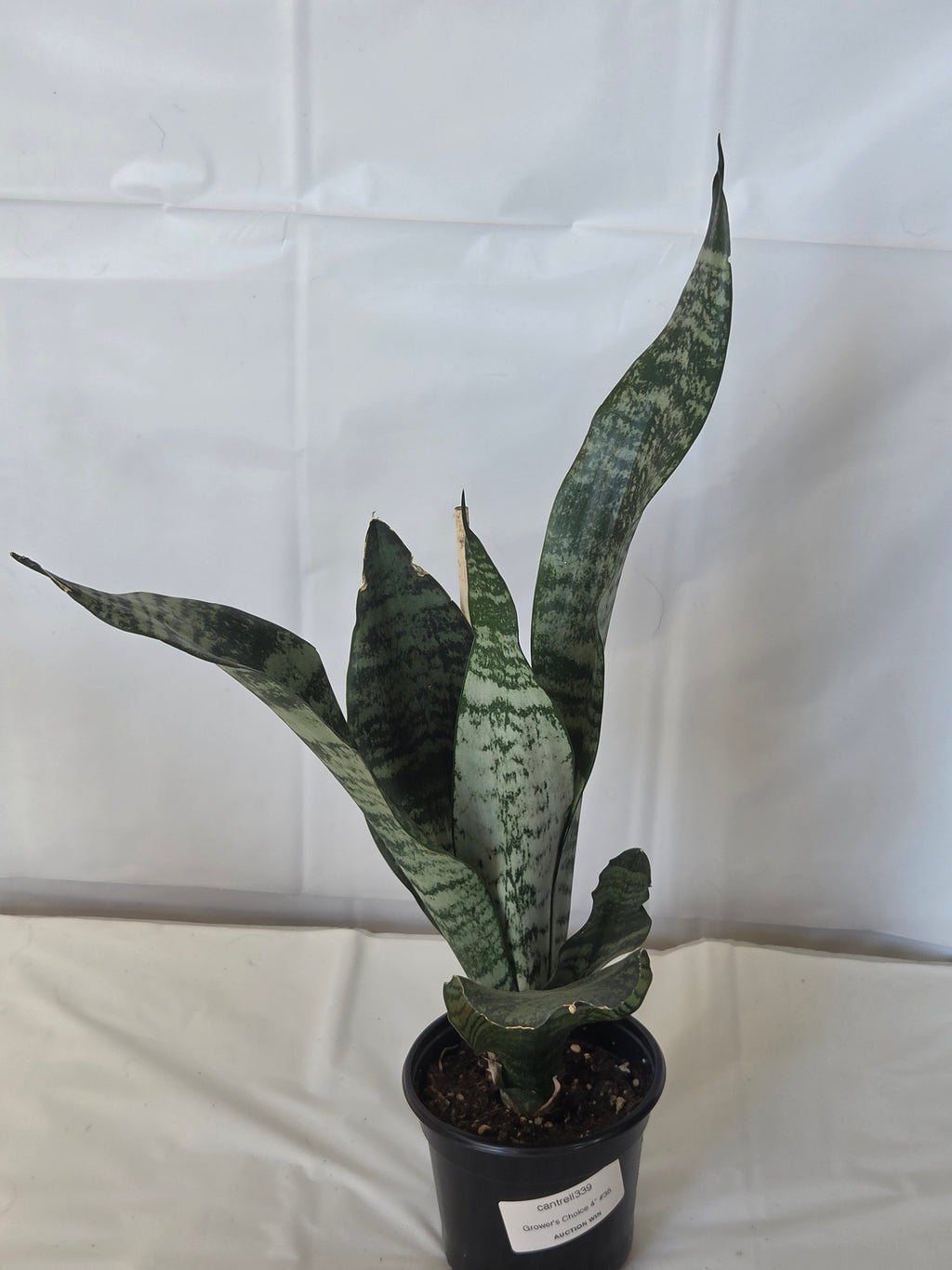 Superb Robusta