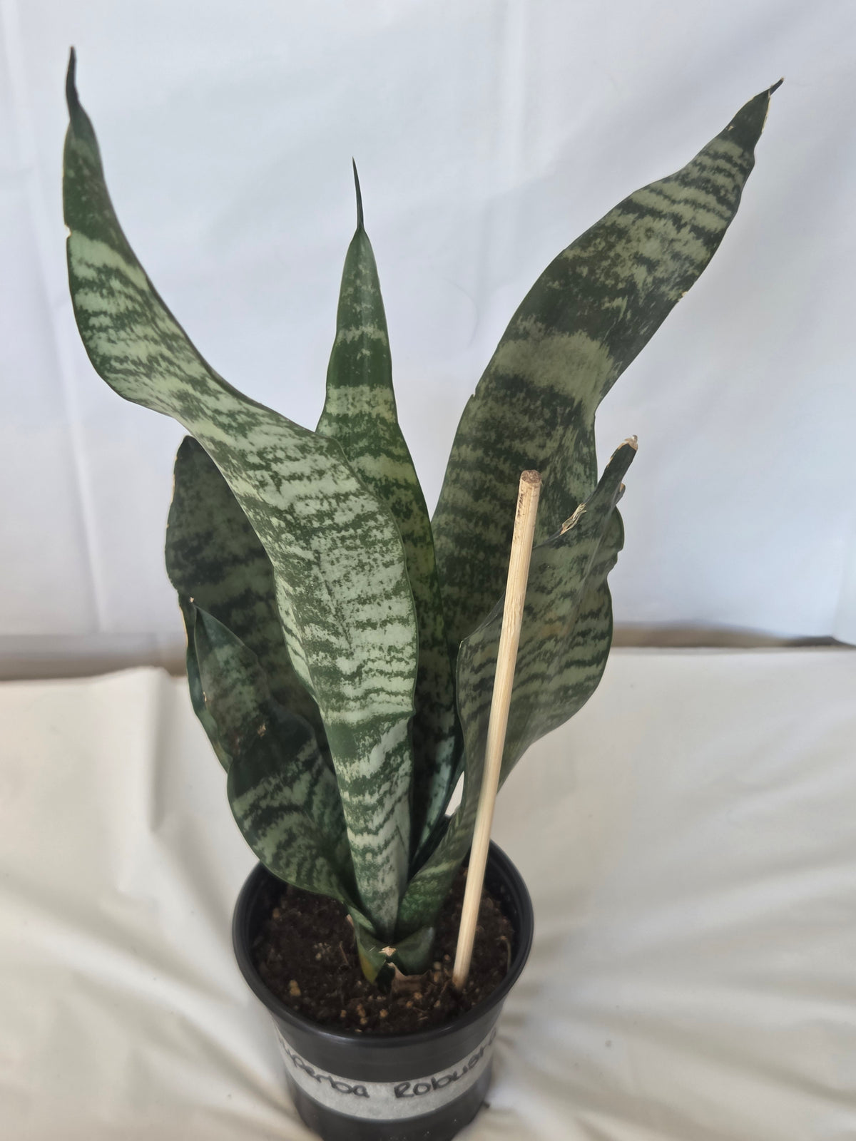 Superb Robusta