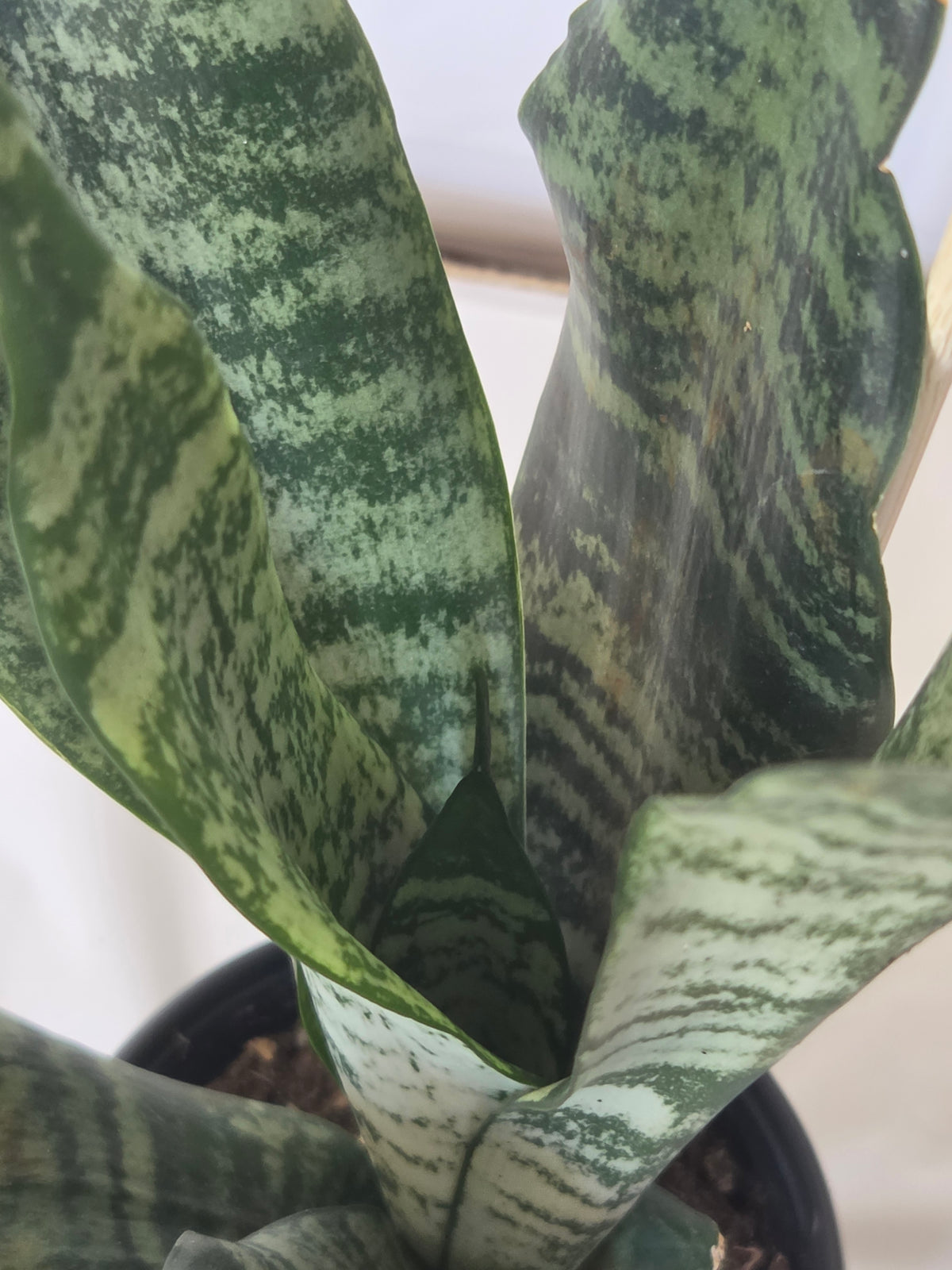 Superb Robusta