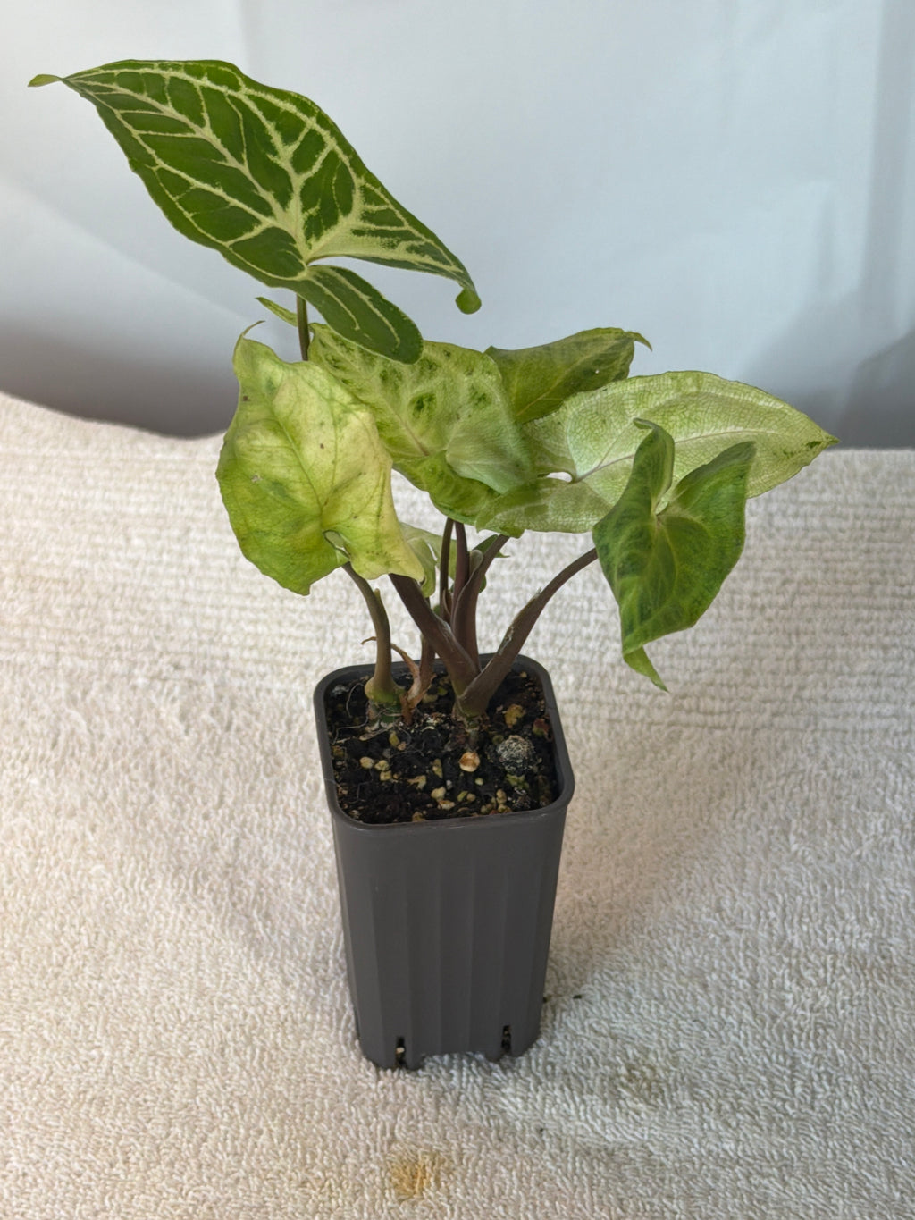 Syngonium Batik