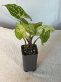 Syngonium Batik