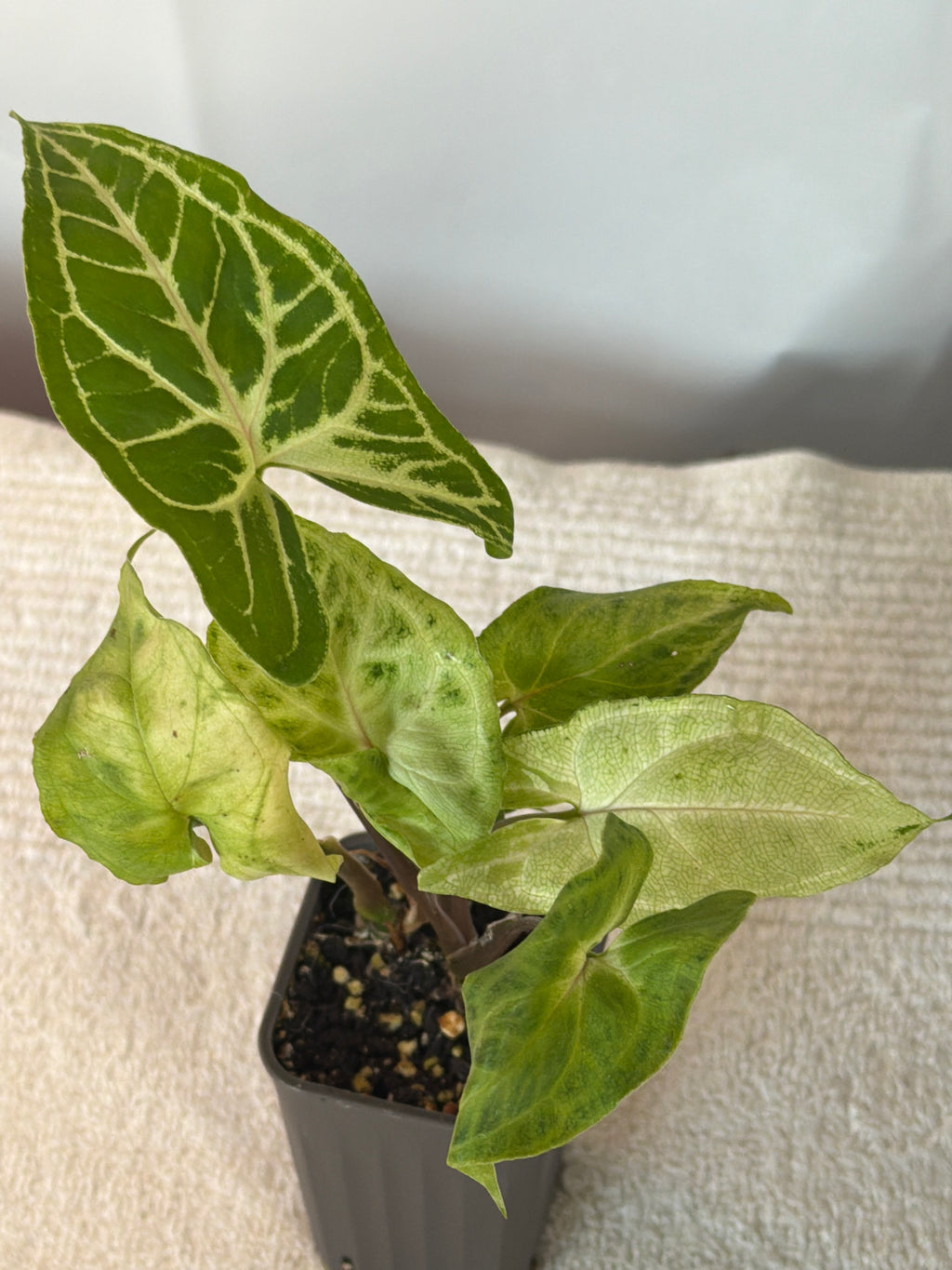 Syngonium Batik