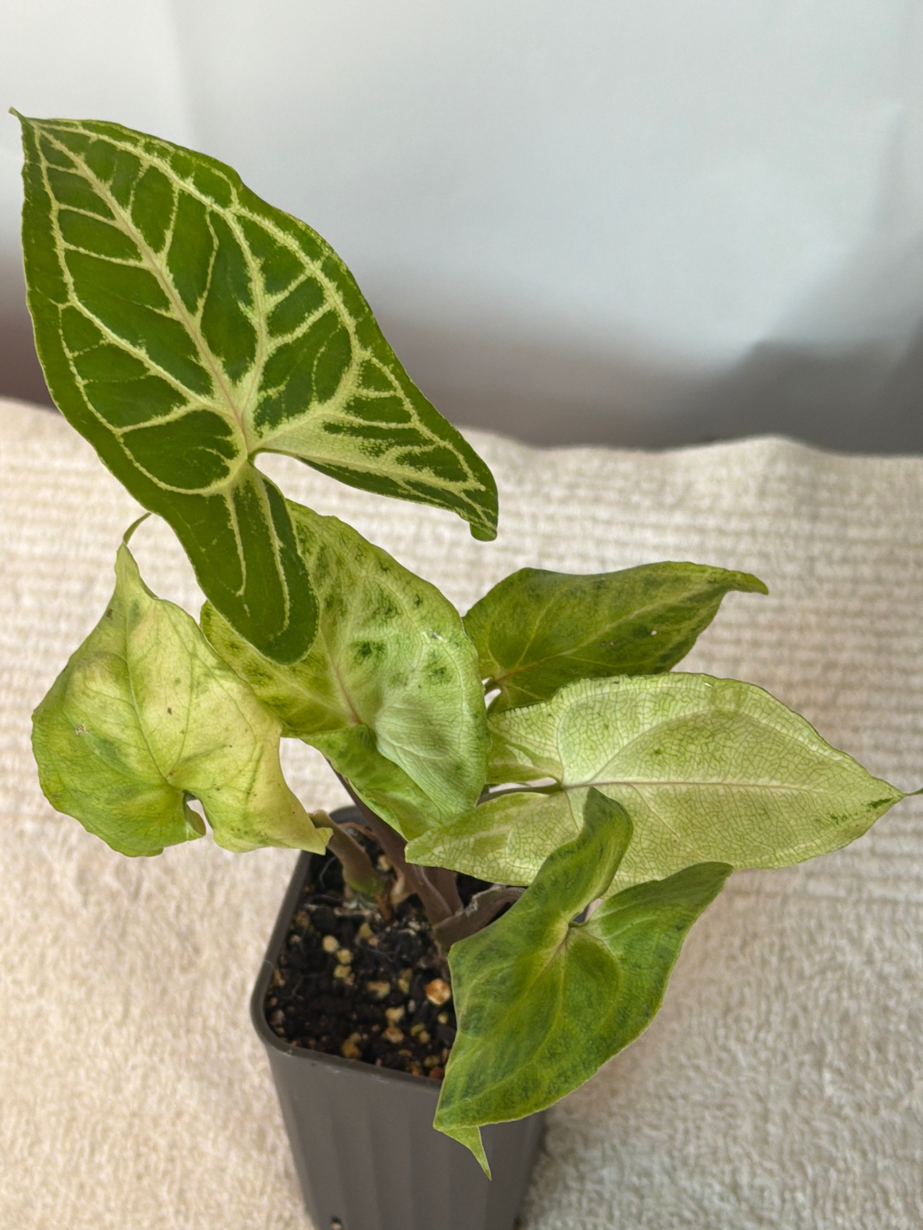 Syngonium Batik