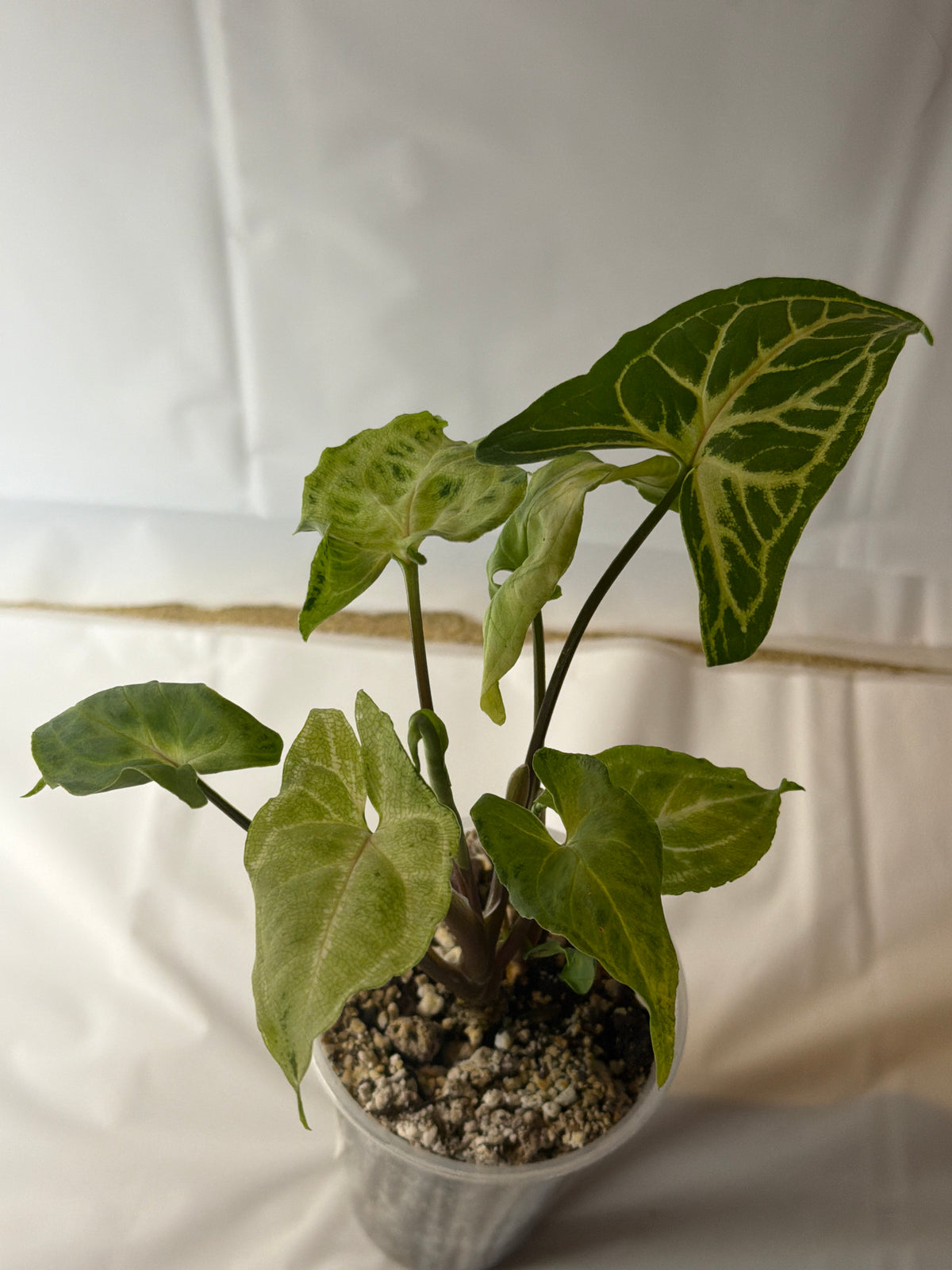 Syngonium Batik
