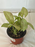 Syngonium Milk Confetti