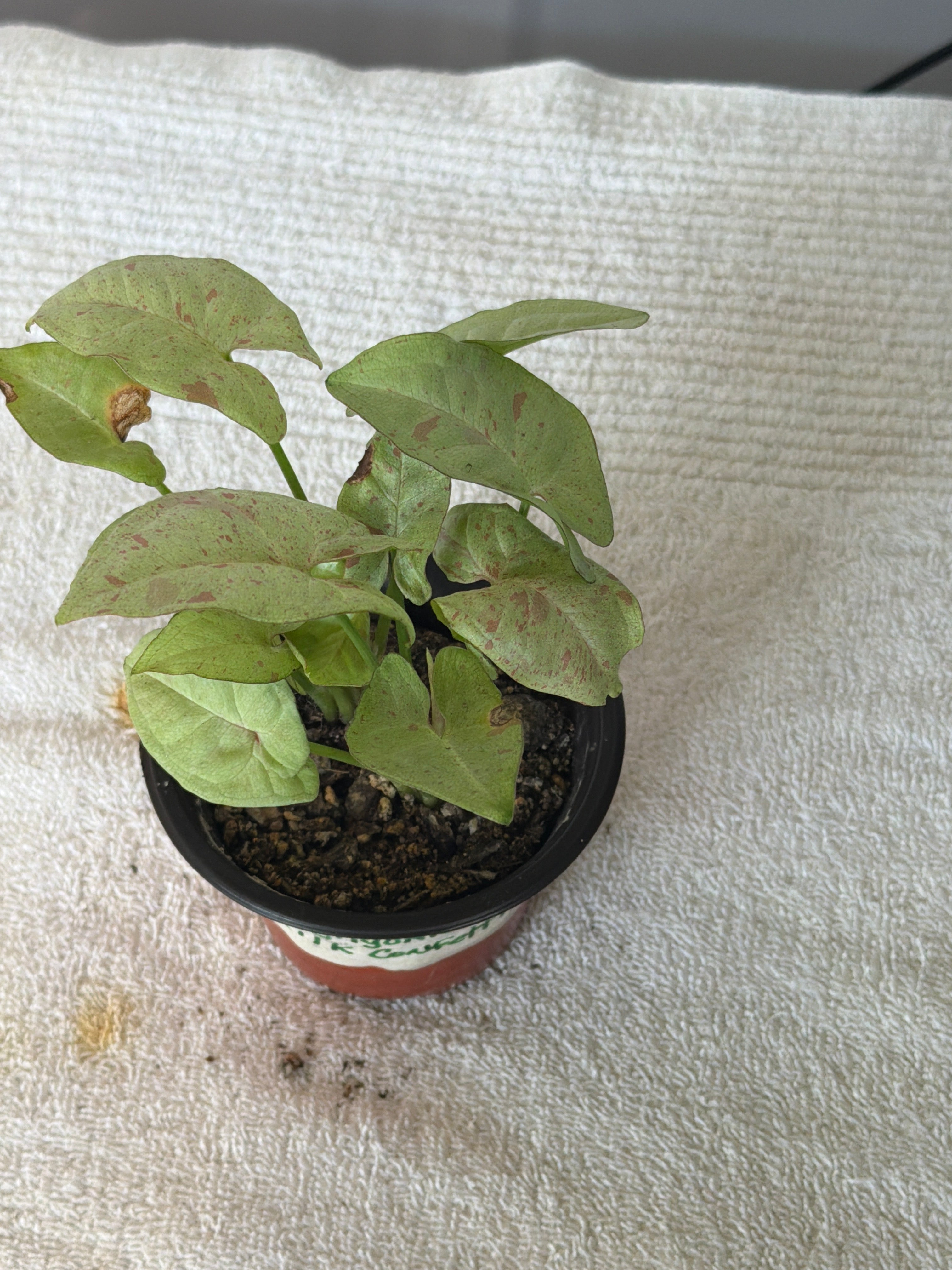 Syngonium Milk Confetti