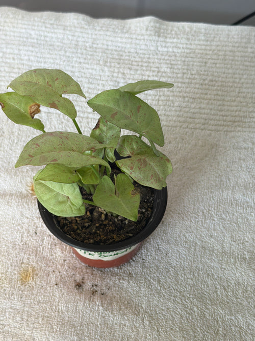 Syngonium Milk Confetti