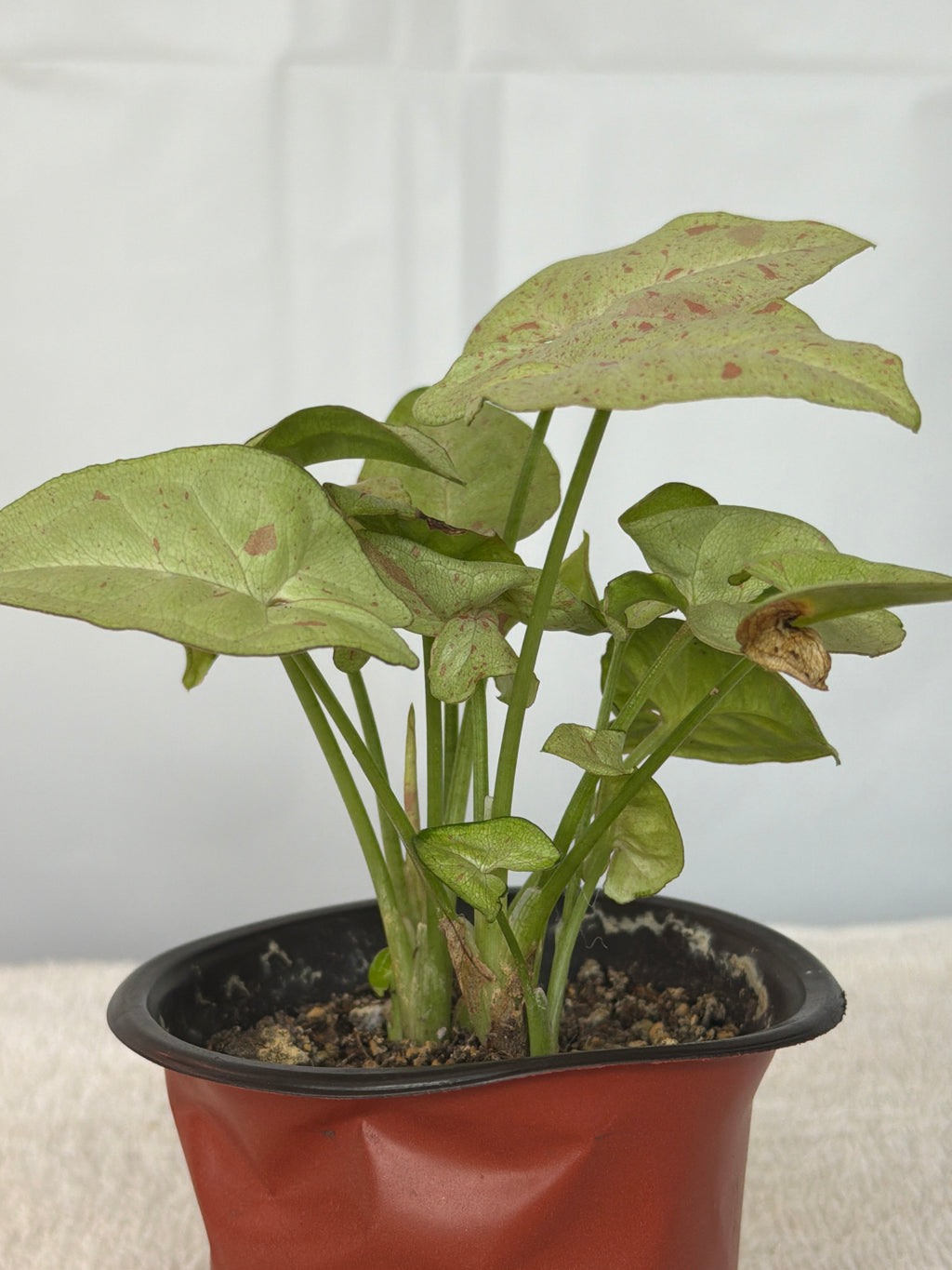 Syngonium Milk Confetti
