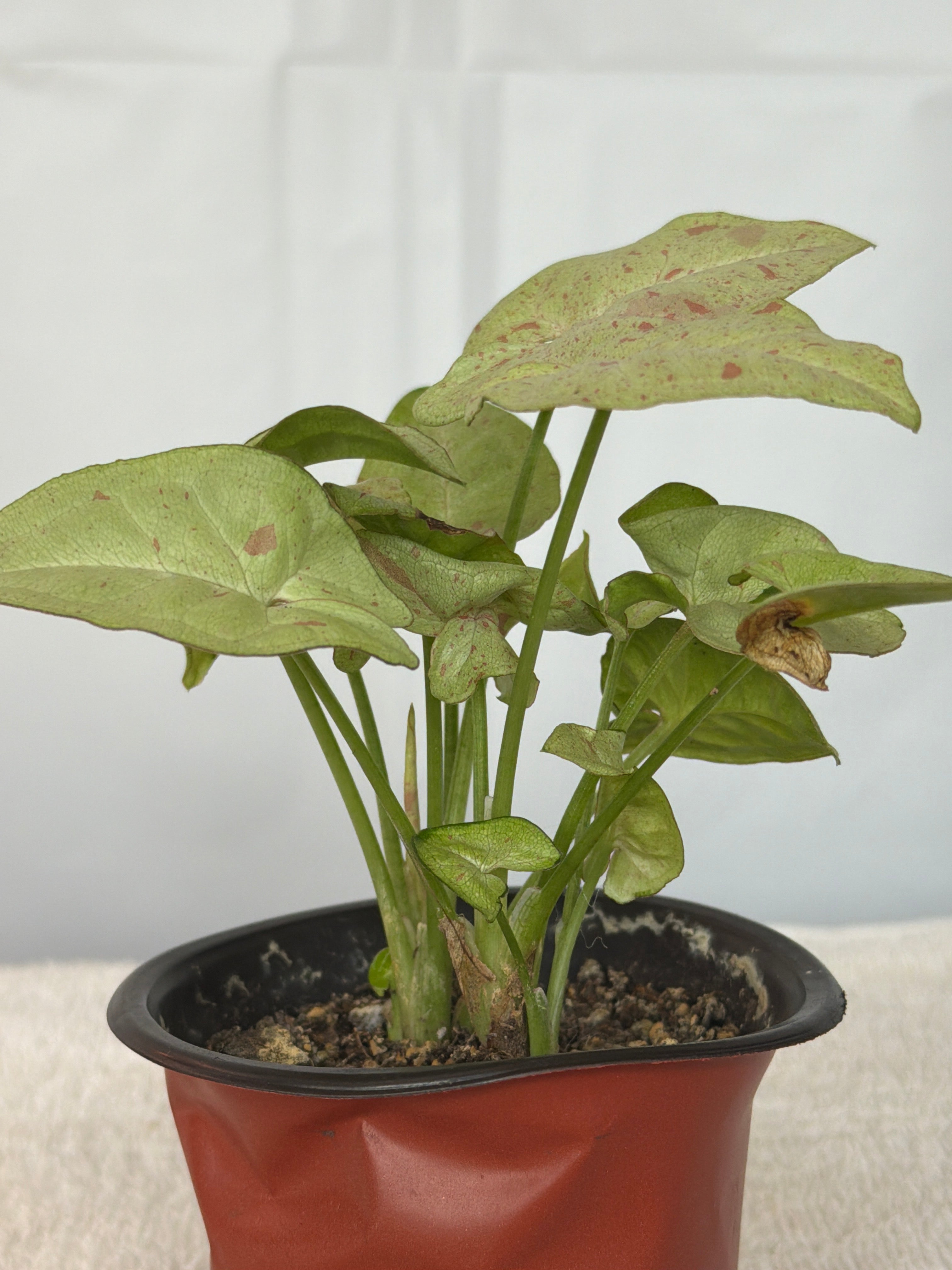 Syngonium Milk Confetti