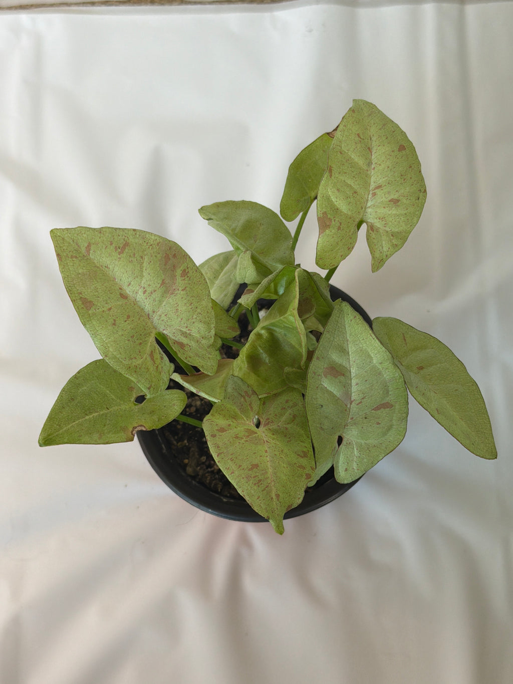 Syngonium Milk Confetti