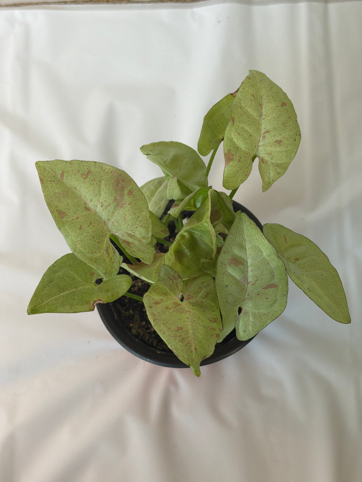 Syngonium Milk Confetti