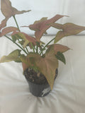 Syngonium Pink