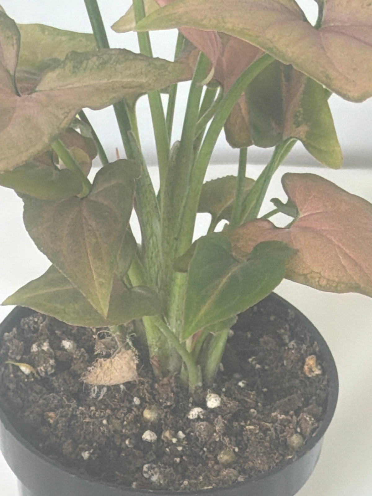 Syngonium Pink