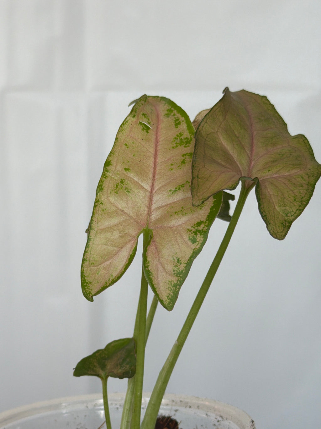 Syngonium Pink Allusion