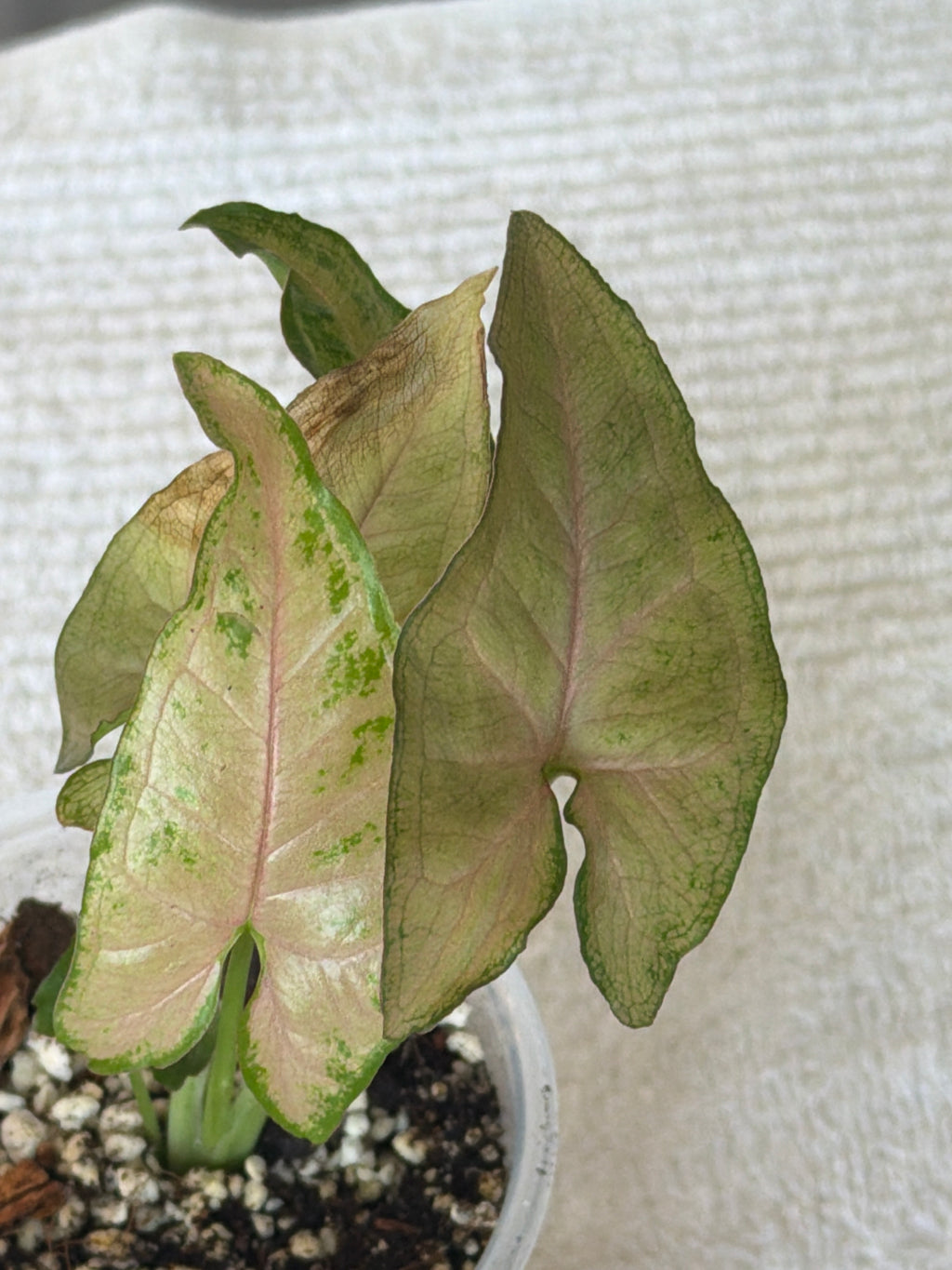 Syngonium Pink Allusion