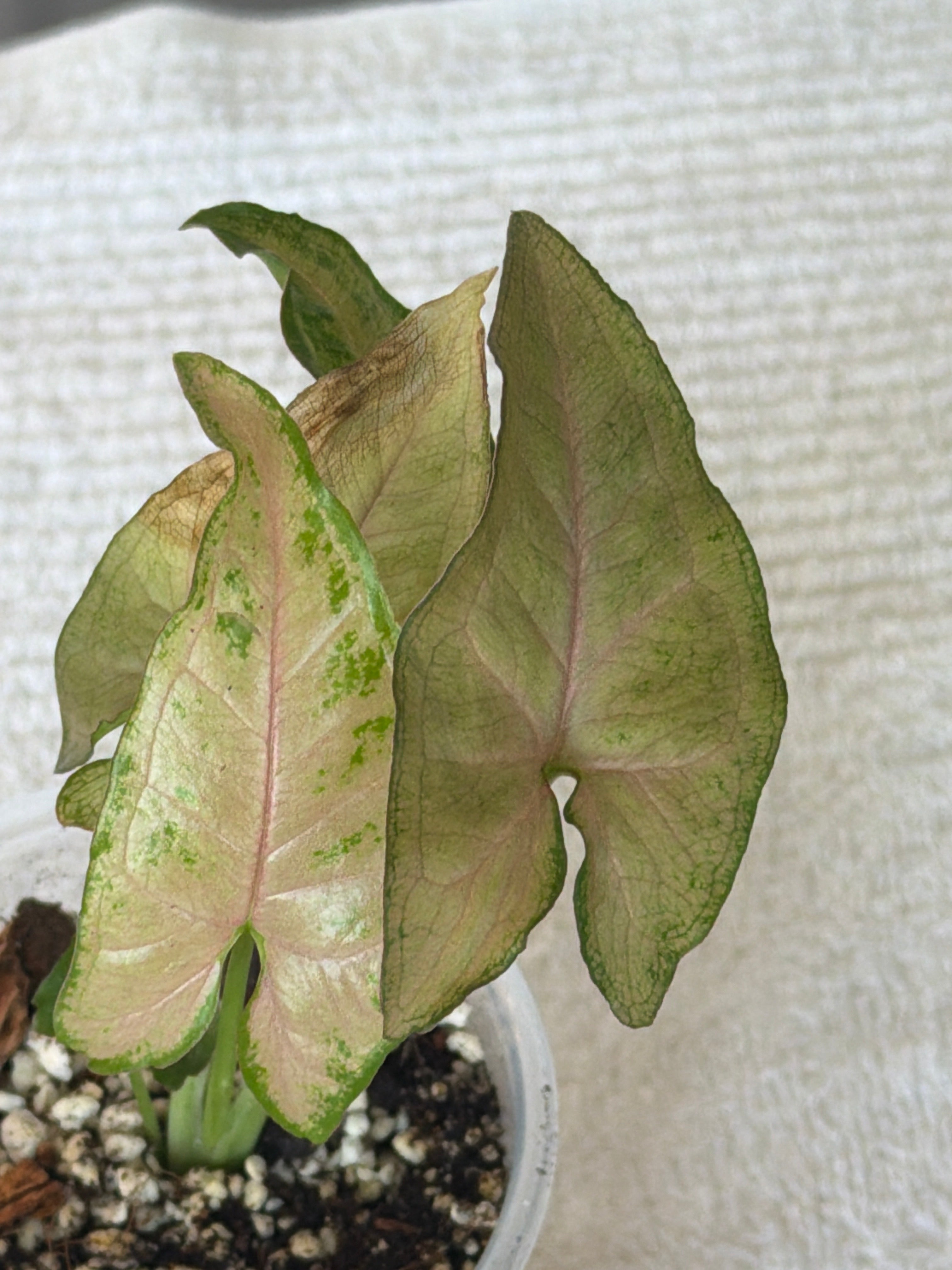 Syngonium Pink Allusion