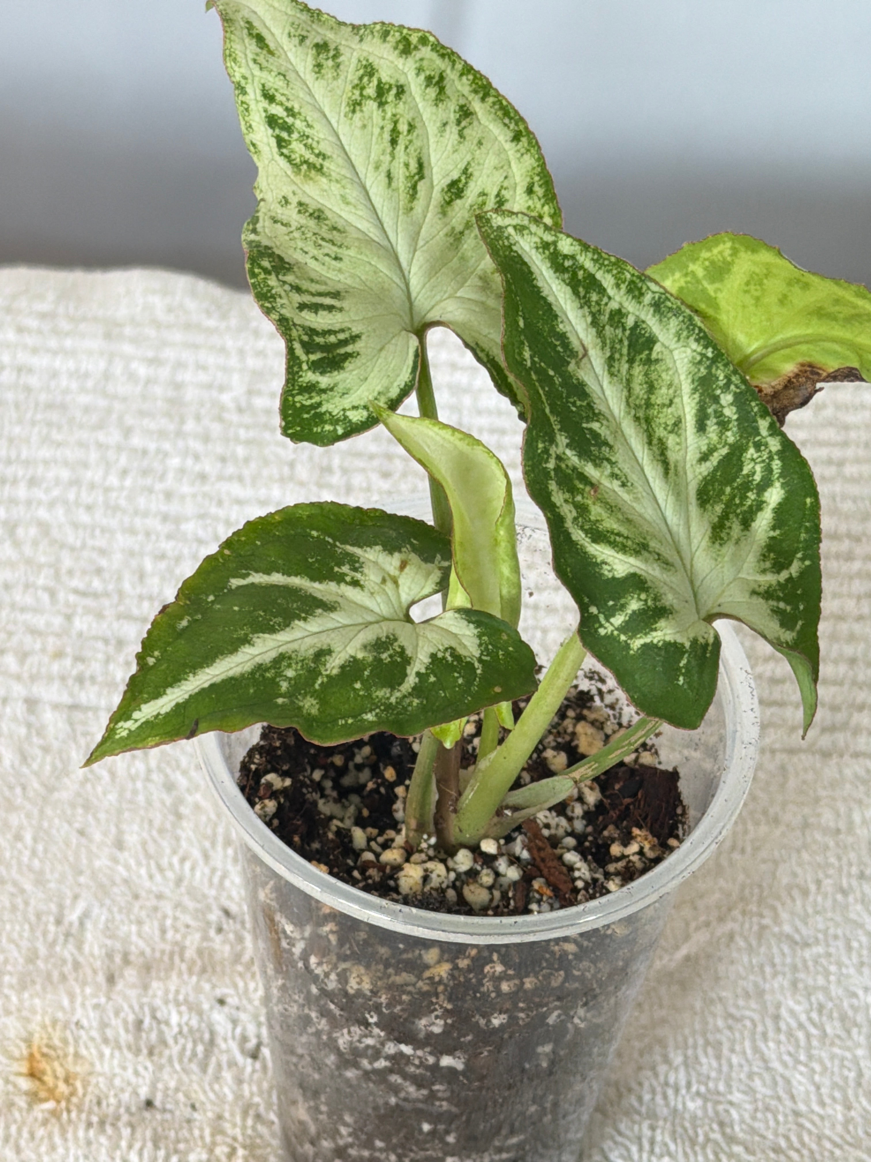 Syngonium Randy