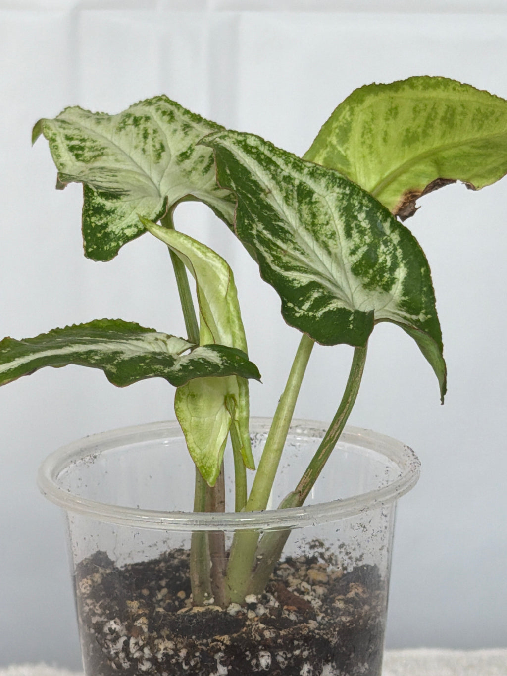 Syngonium Randy