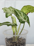 Syngonium Randy