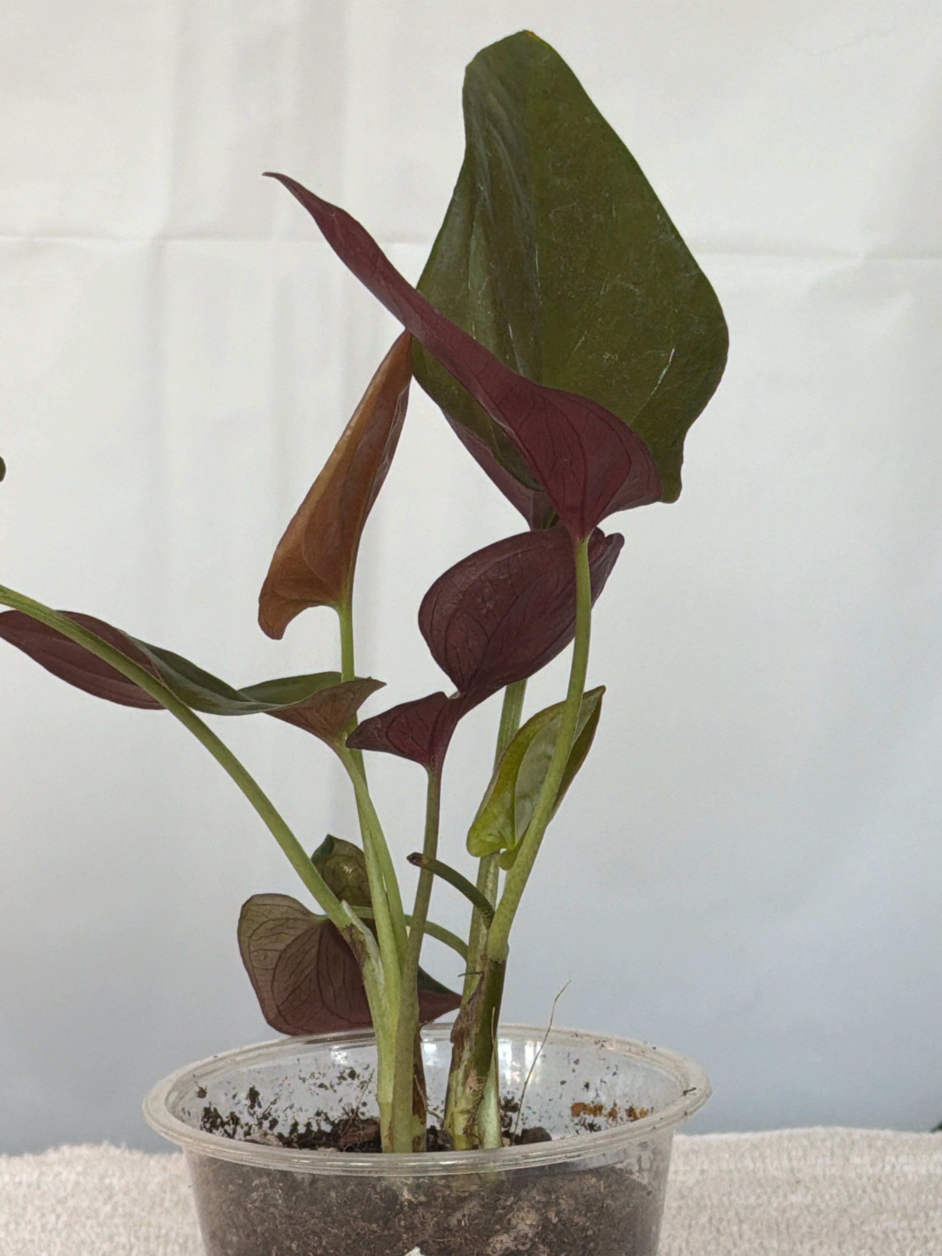 Syngonium Red Arrow