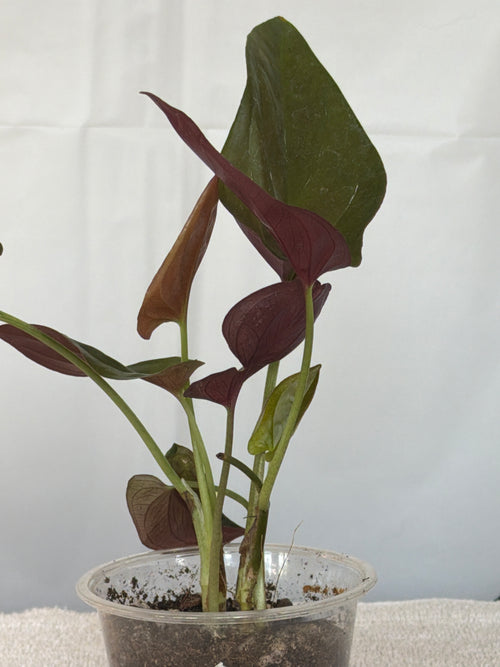 Syngonium Red Arrow