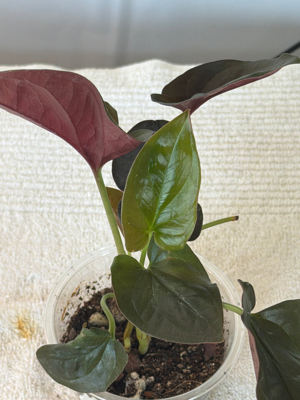 Syngonium Red Arrow
