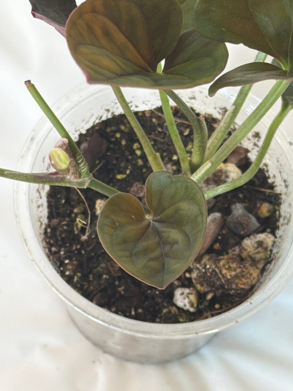 Syngonium Red Arrow