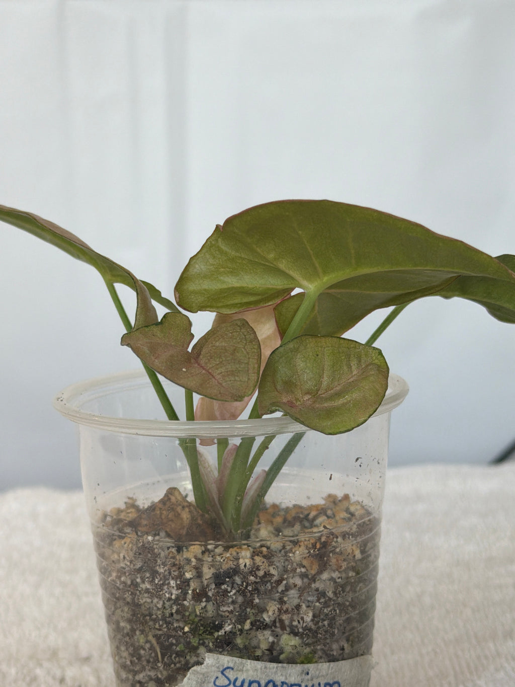 Syngonium Regina