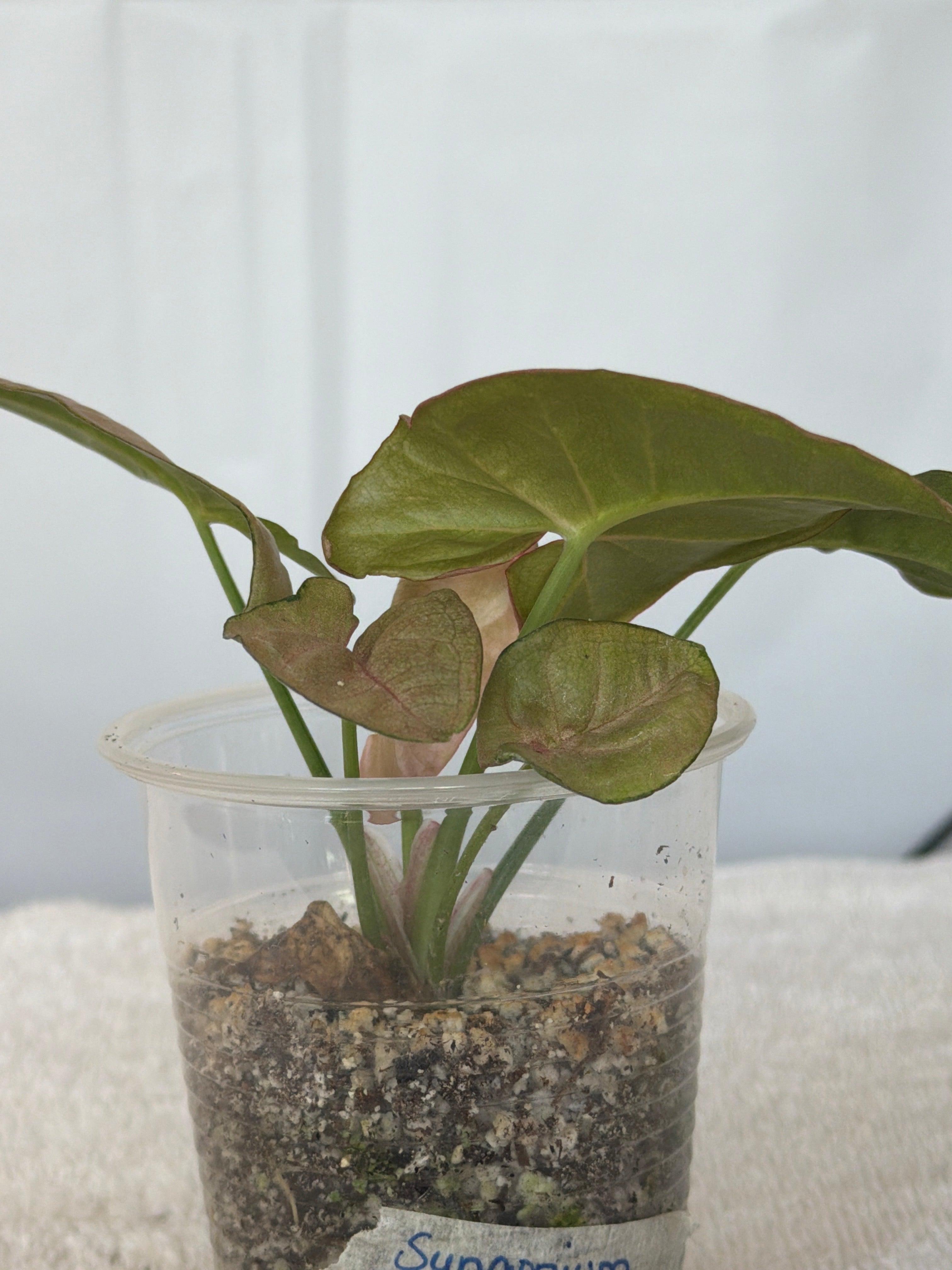 Syngonium Regina