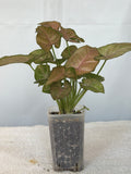 Syngonium Red Regina