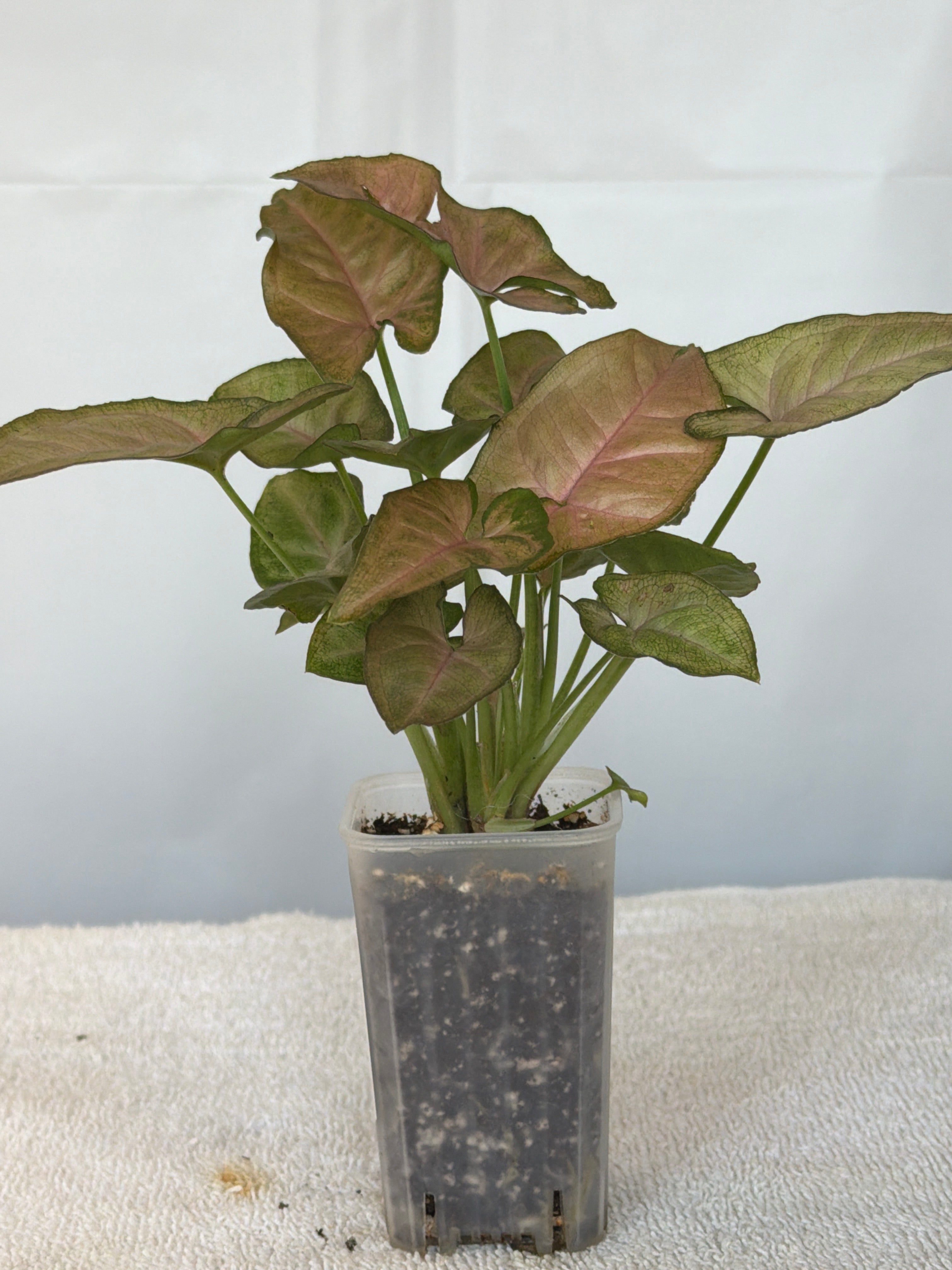 Syngonium Red Regina