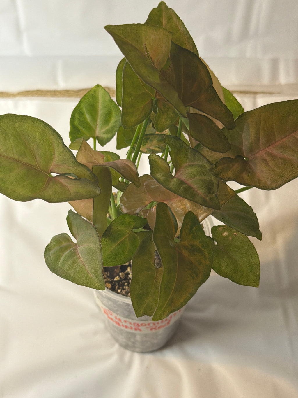 Syngonium Regina Red