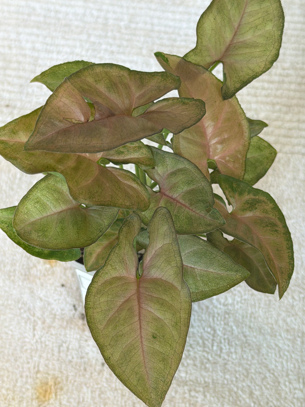 Syngonium Red Regina
