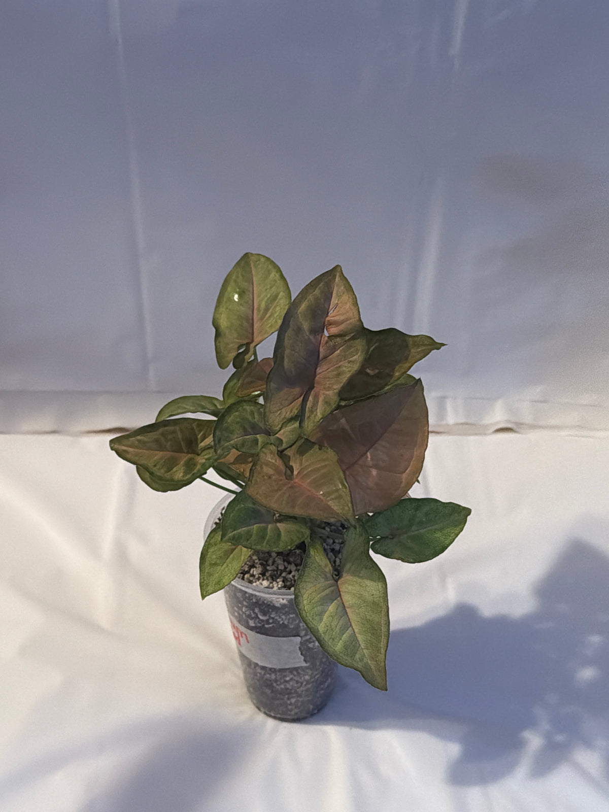 Syngonium Regina Red
