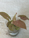 Syngonium Regina