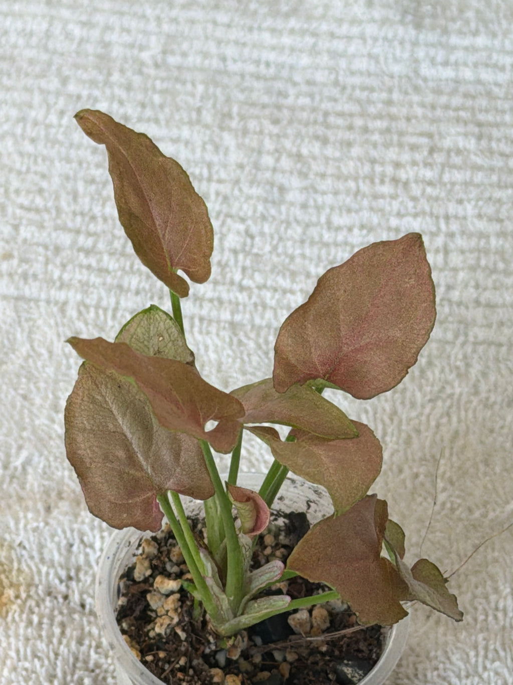 Syngonium Robusta
