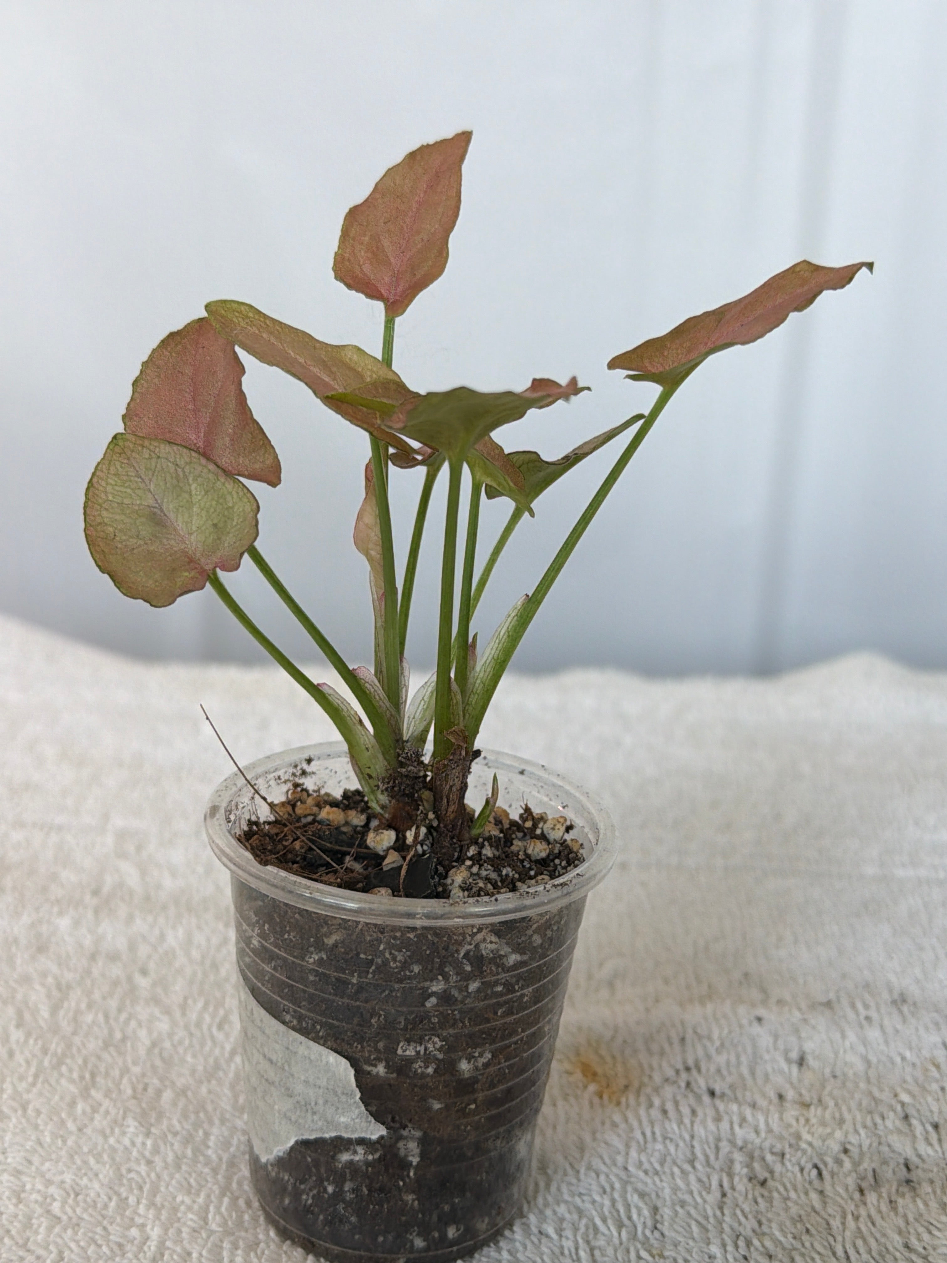 Syngonium Robusta