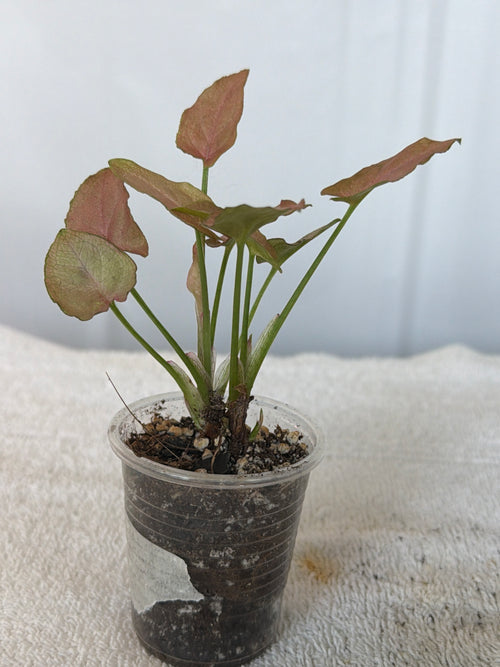 Syngonium Robusta