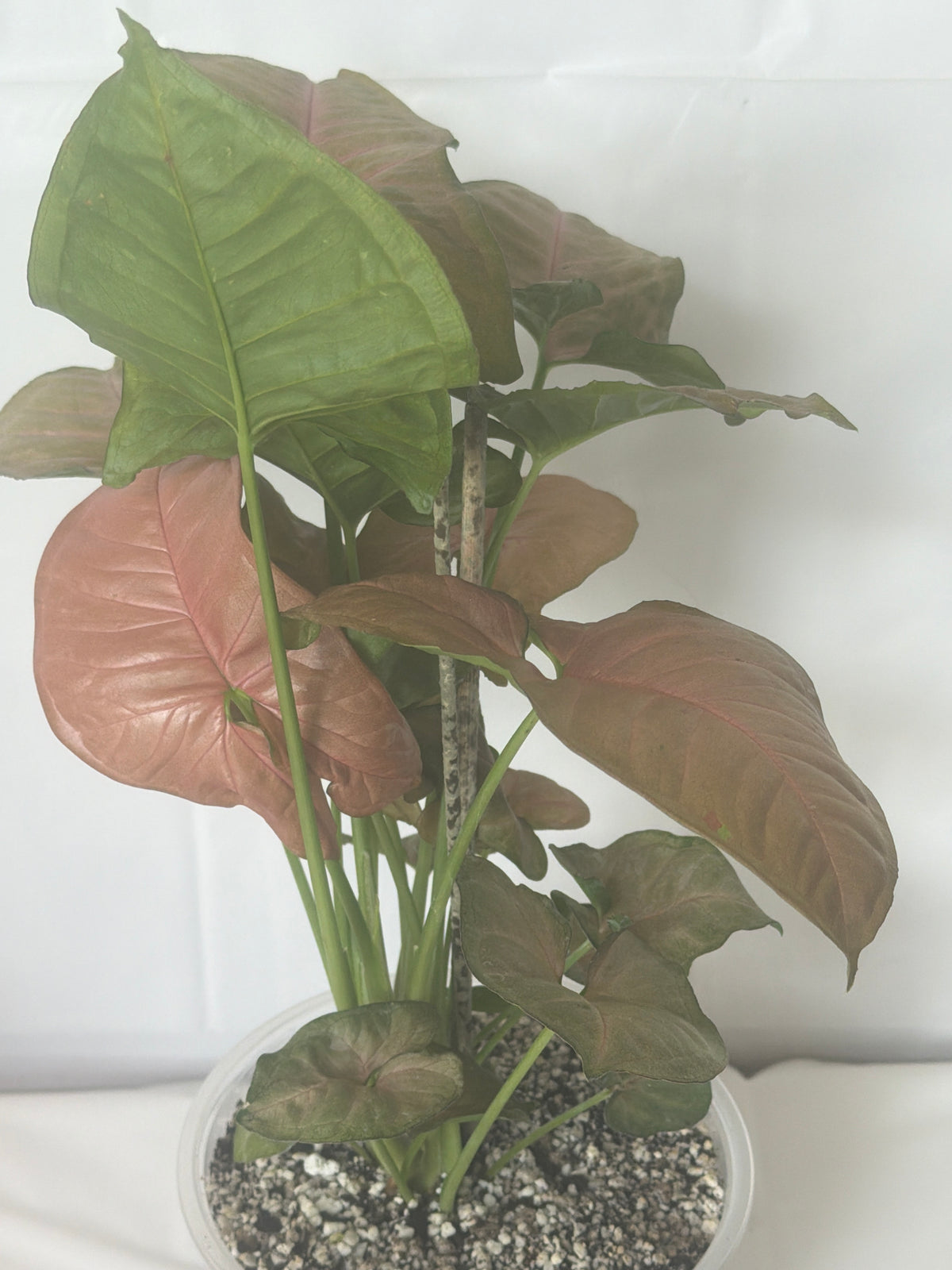 Syngonium Strawberry Cream