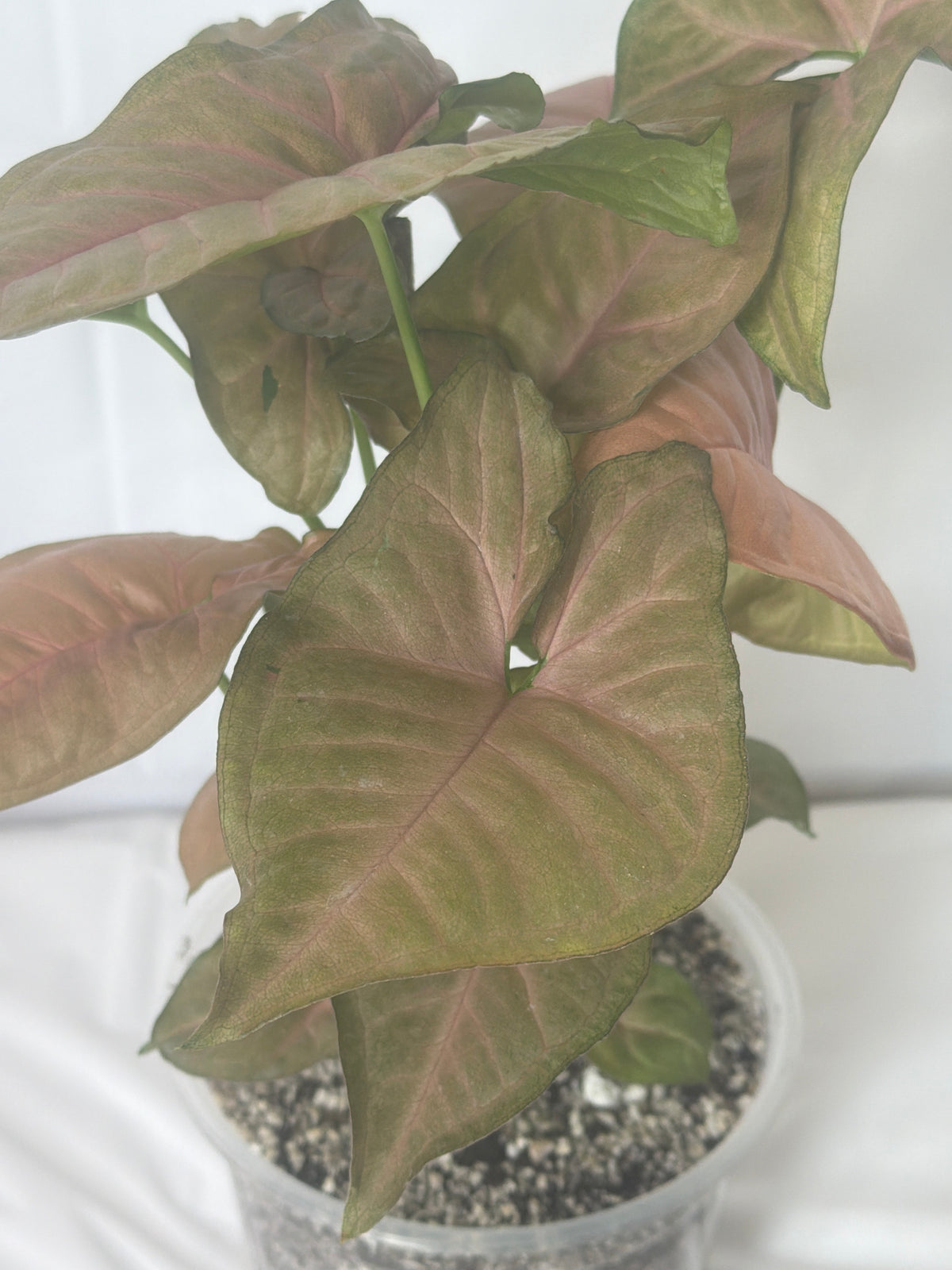 Syngonium Strawberry Cream