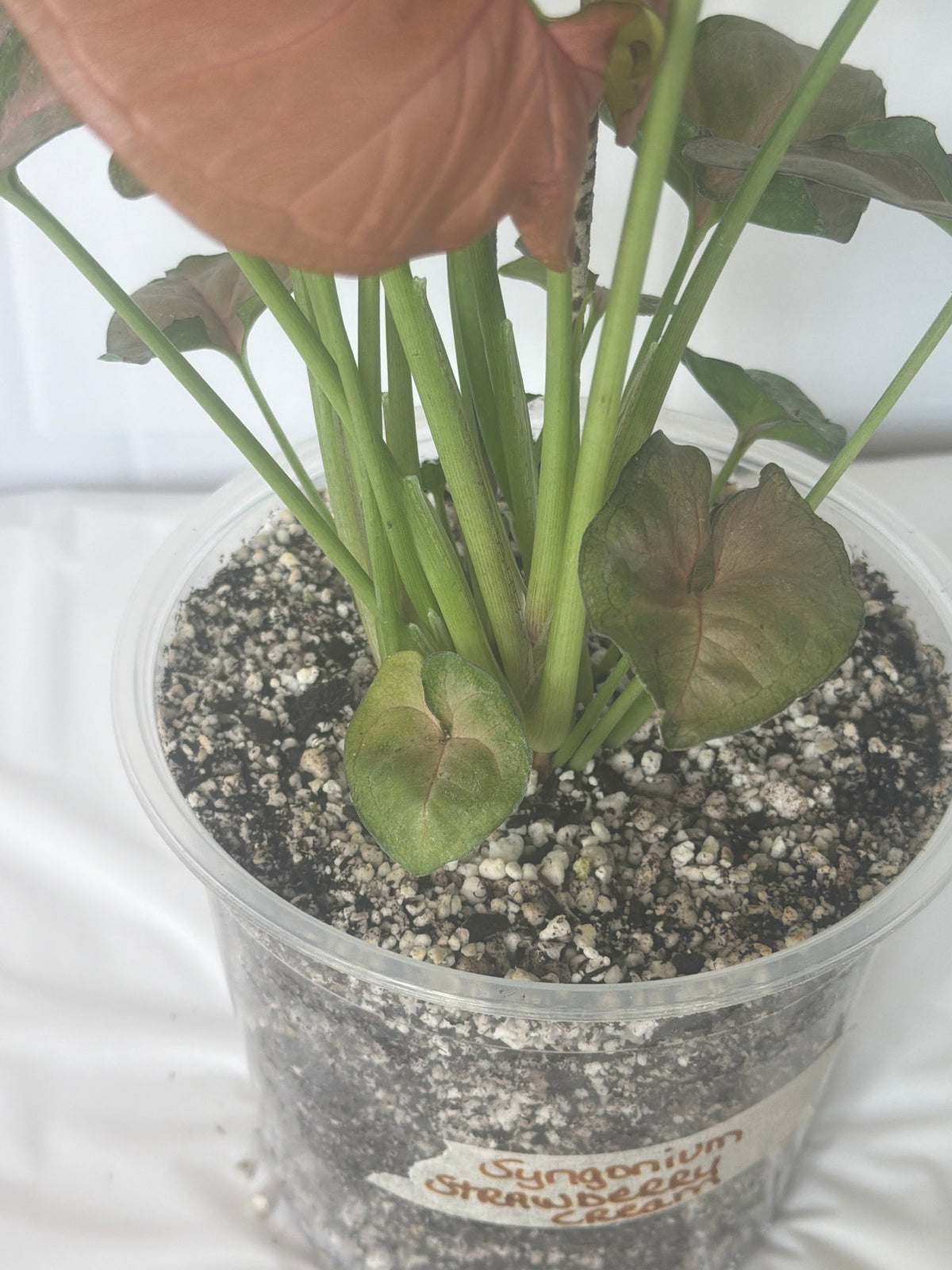 Syngonium Strawberry Cream