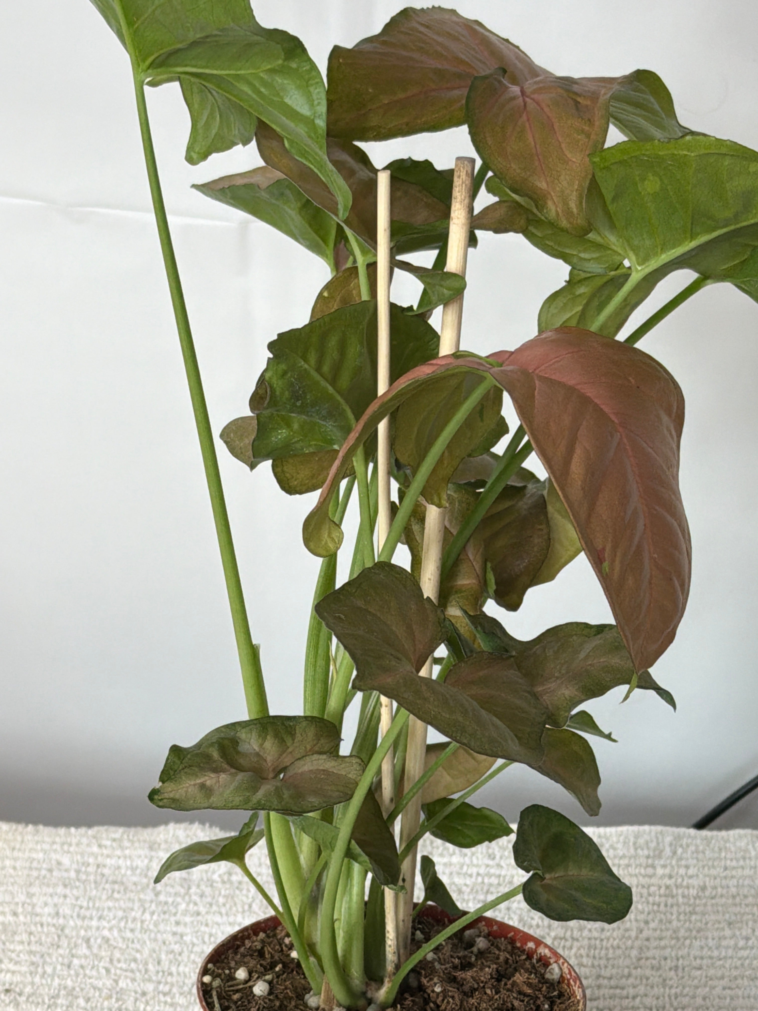 Syngonium Strawberry Shake