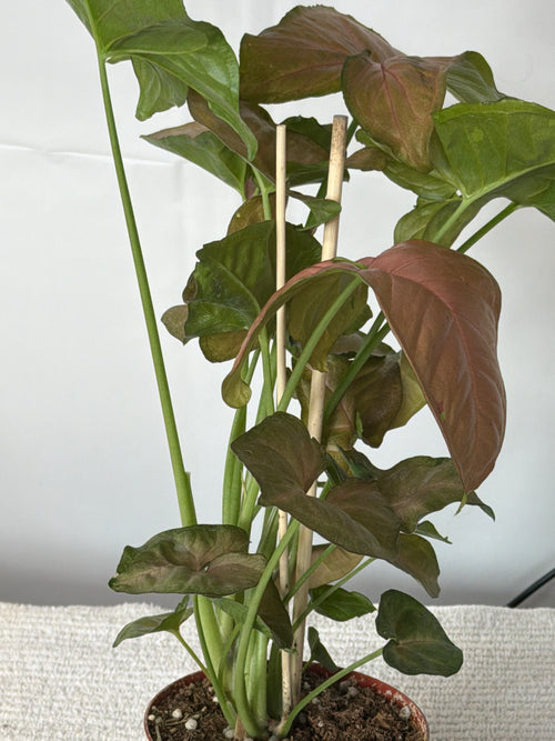 Syngonium Strawberry Shake