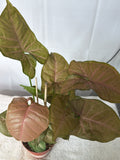 Syngonium Strawberry Shake